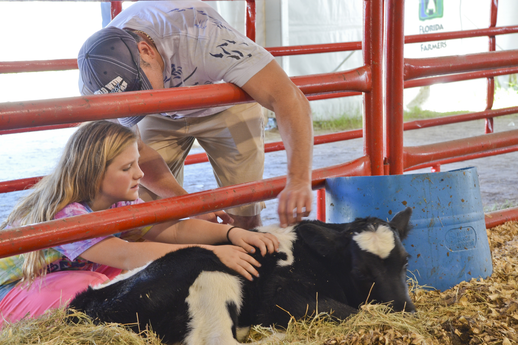 Visitors petting new calf